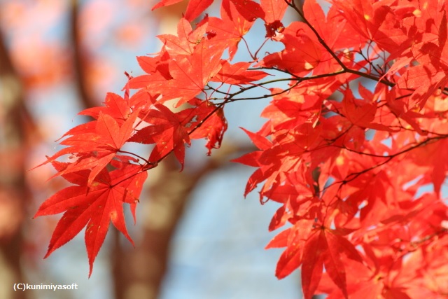 野幌森林公園の紅葉