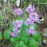 アポイ岳～登る前に最低これだけの花を覚えておこう！