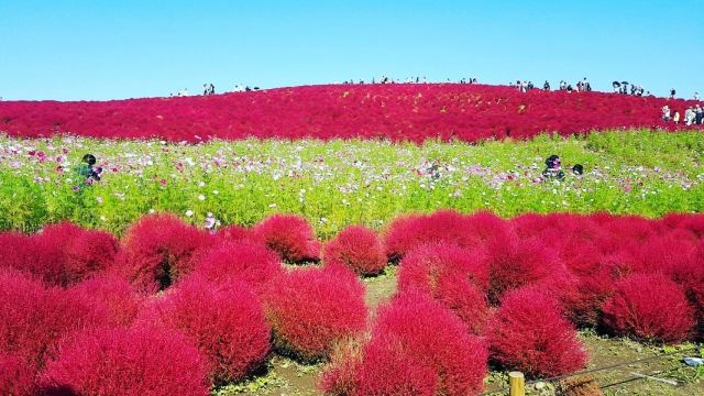 コキア