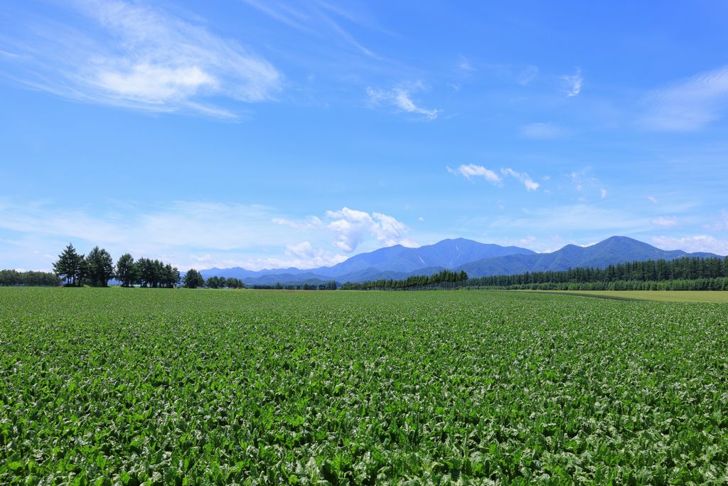 十勝幌尻岳9