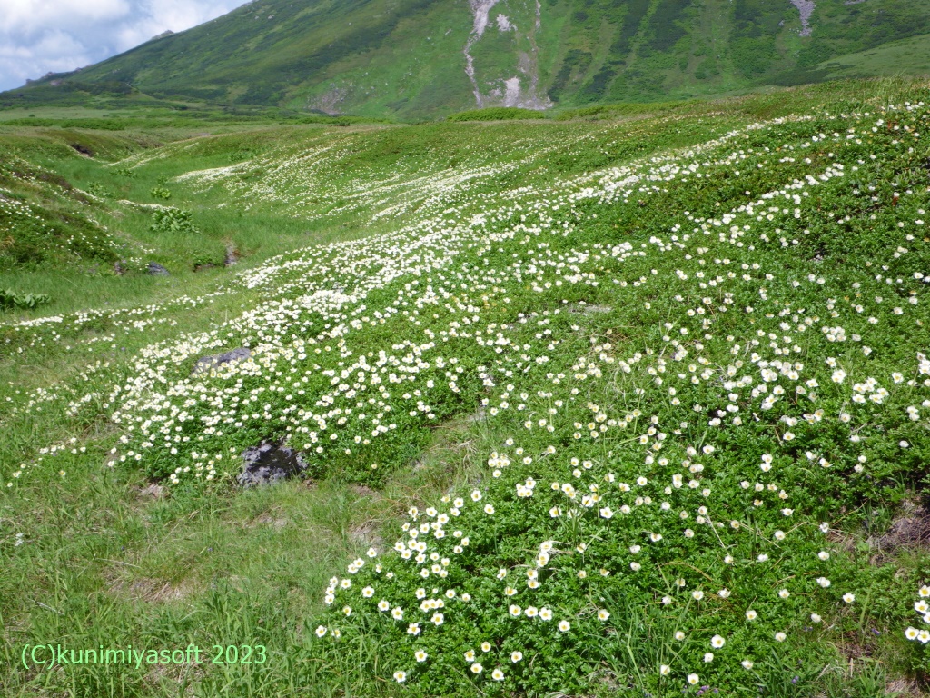 大雪高山植物2