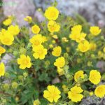 大雪山で高山植物を見るならココ! ～ チングルマの大群落・ホソバウルップソウ・チョ