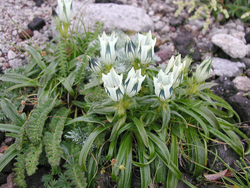 大雪高山植物6