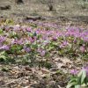 カタクリ(片栗) - Wildflower 北海道 ブログ