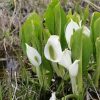 ミズバショウ (水芭蕉) - Wildflower 北海道 ブログ