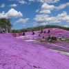 ひがしもこと芝桜公園 - OZORA Higashimokoto Shibazakura Park